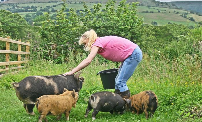Enjoy a walk with pet pigs along a scenic valley in the Brecon Beacons